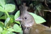 Eastern Whipbird (Psophodes olivaceus)